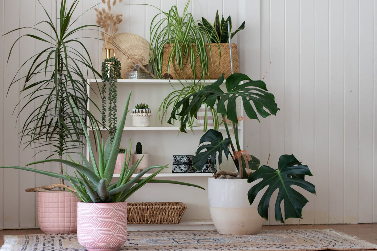 Comment créer une atmosphère d’intérieur apaisante avec des plantes et du parfums